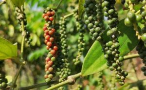 Le poivre, une baie qui pique la curiosité